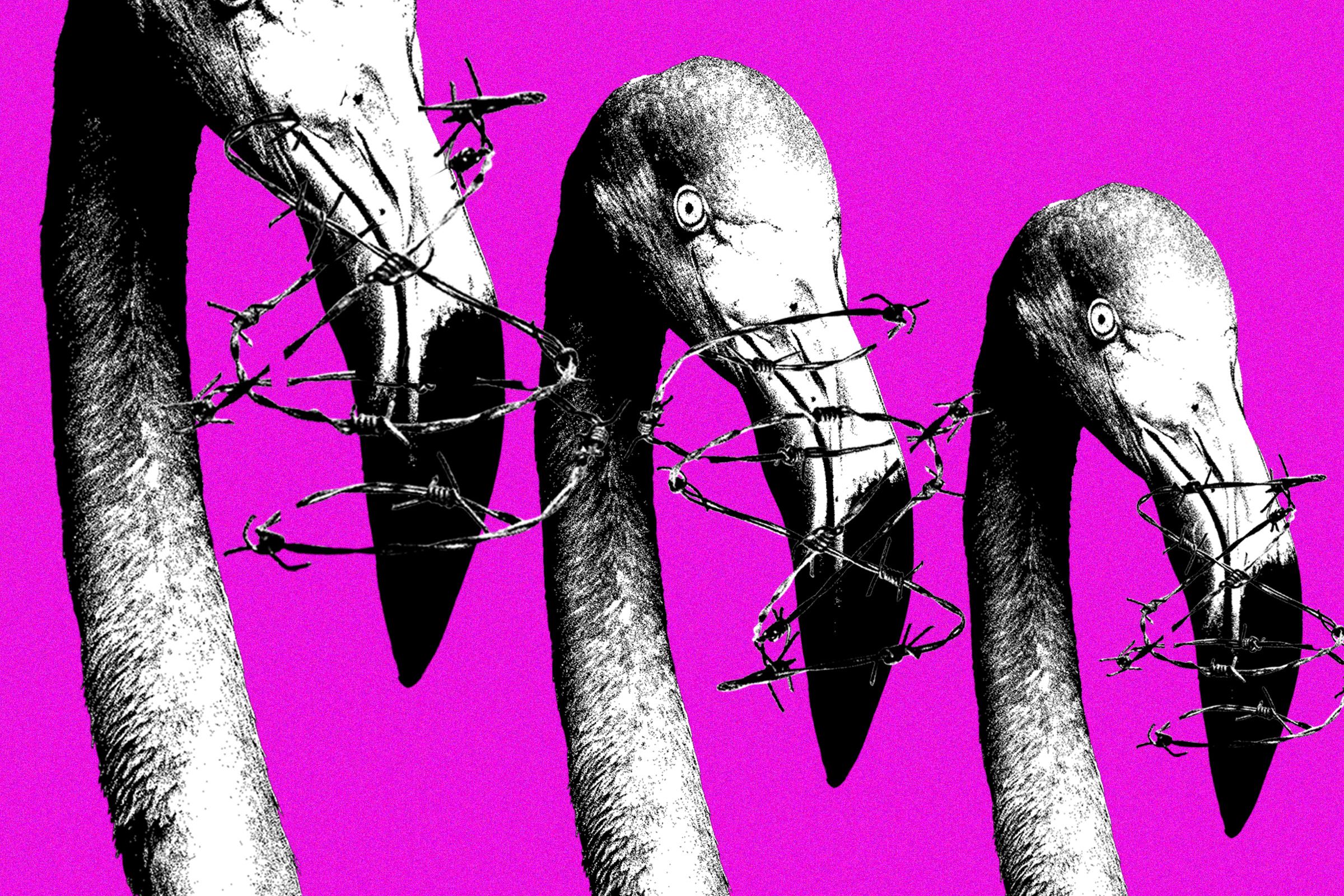 El sistema de derechos de autor de Meta se está utilizando como arma contra los manifestantes albaneses